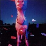 ディンゴ/アナーキー